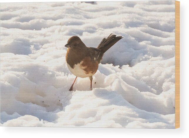 Snow Wood Print featuring the photograph Eastern Towhee  by Holden The Moment