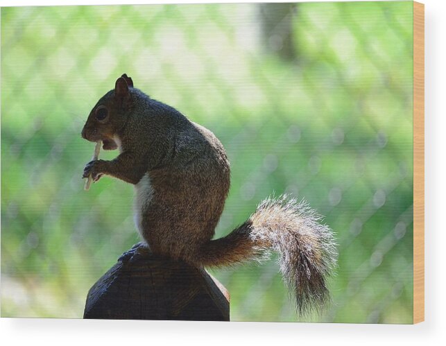 Wildlife Wood Print featuring the photograph Eating Squirrel by Richard Zentner