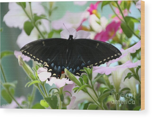 Butterfly Wood Print featuring the photograph Ebony Wings by Susan Herber