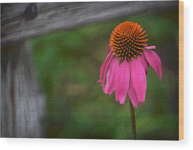 Echinacea Wood Print featuring the photograph Echinacea by Nadalyn Larsen