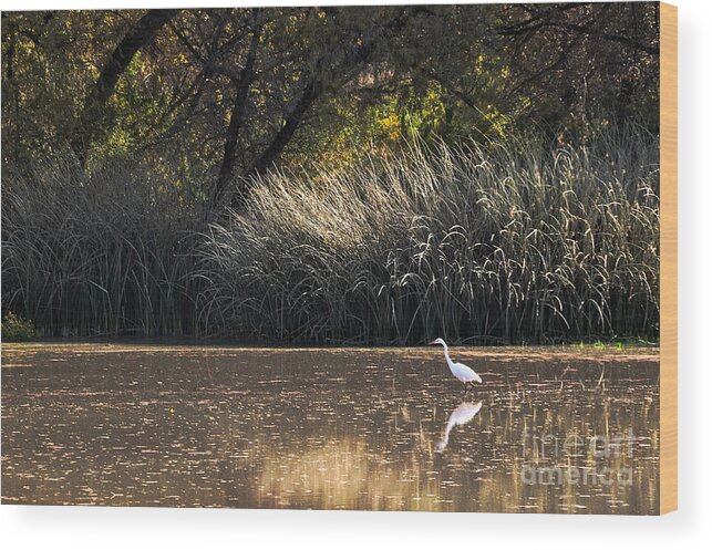 Egret Wood Print featuring the photograph Egret Hunting In Pond 2 by Al Andersen