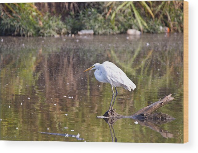 Great Blue Heron Photographs Wood Print featuring the photograph Egret Moment by Vernis Maxwell