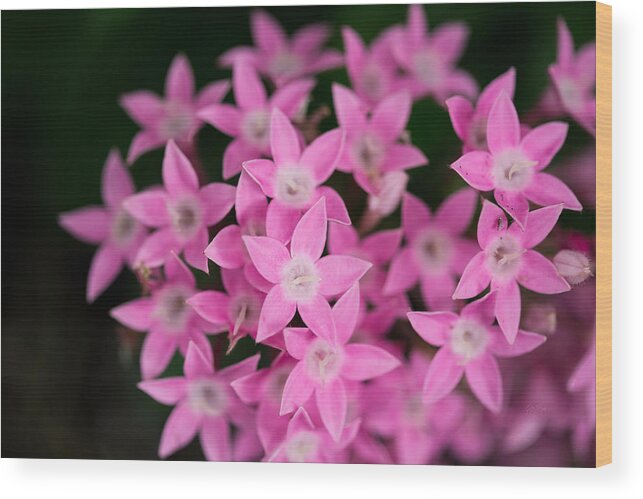 Pink Wood Print featuring the photograph Egyptian Star Flowers or Penta by Eti Reid