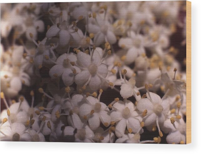 Retro Images Archive Wood Print featuring the photograph Elderberries by Retro Images Archive