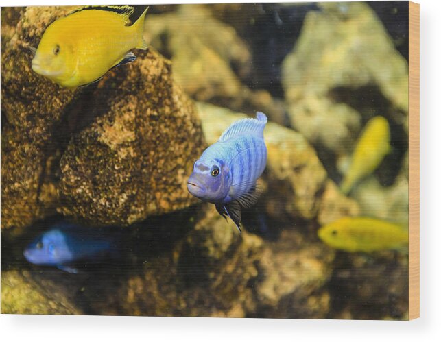 Electric Wood Print featuring the photograph Electric Cichlids by Chris Smith