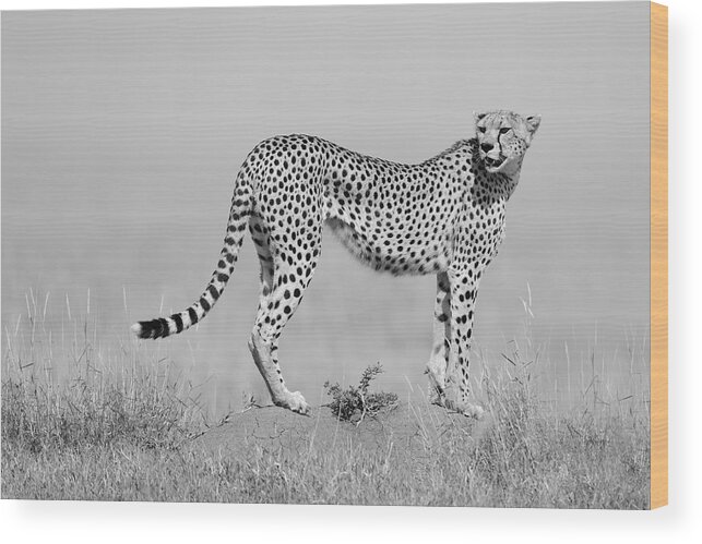 Cheetah Wood Print featuring the photograph Elegance In B&w by Marco Pozzi