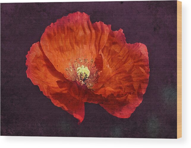 Poppy Wood Print featuring the photograph Elegant Orange by Melanie Lankford Photography