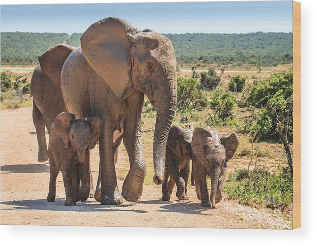 Baby Wood Print featuring the photograph Elephant Family by Jennifer Ludlum