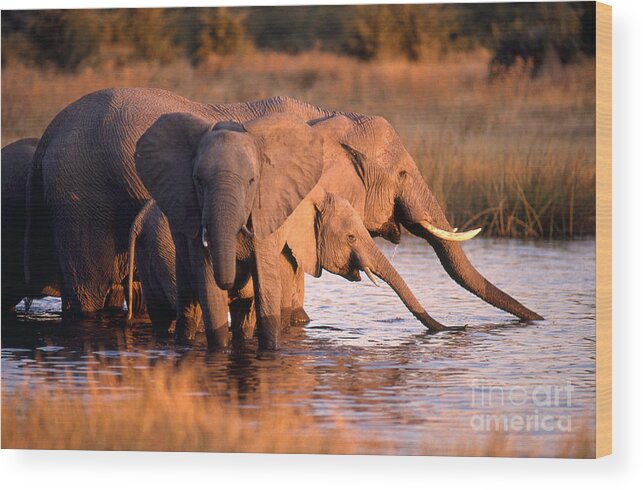 Elephant Wood Print featuring the photograph Elephant Herd Drinking by Gregory G. Dimijian, M.D.