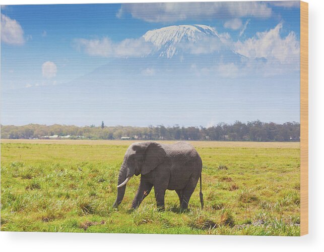 Kenya Wood Print featuring the photograph Elephant In Amboseli by Ivanmateev