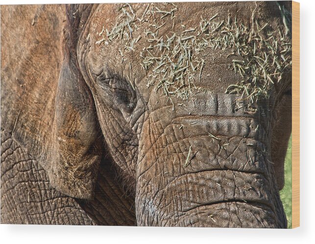 Elephant Wood Print featuring the photograph Elephant never forgets by Miroslava Jurcik