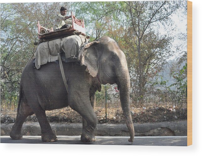 India Wood Print featuring the photograph Elephant on the road in India by Diane Lent
