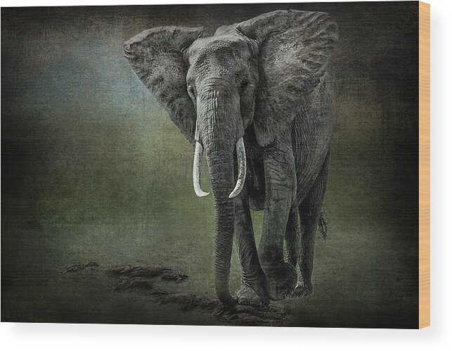 Africa Wood Print featuring the photograph Elephant On The Rocks by Mike Gaudaur