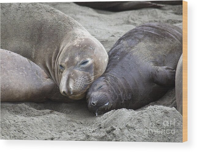 Northern Elephant Seal Wood Print featuring the photograph Elephant Seal And Pup by Mark Newman