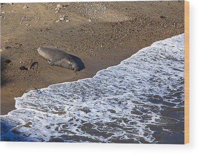 Elephant Seal Wood Print featuring the photograph Elephant Seal Sunning On Beach by Garry Gay
