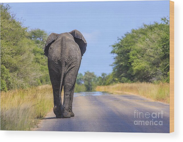 Elephant Wood Print featuring the photograph Elephant Walking by Jennifer Ludlum