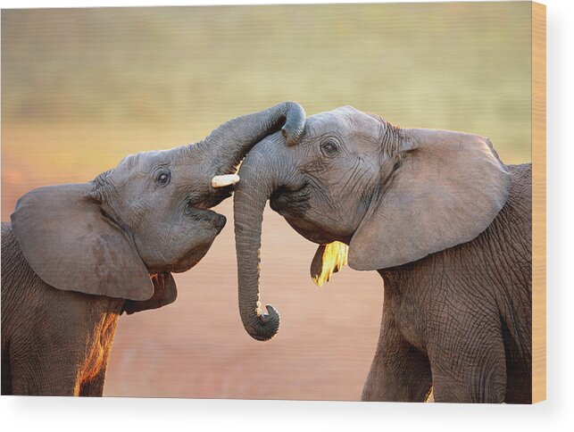 Elephant Wood Print featuring the photograph Elephants touching each other by Johan Swanepoel