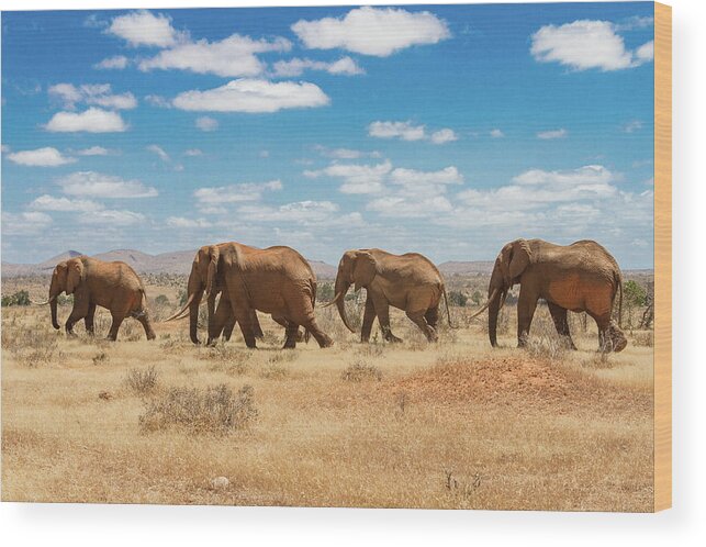 Kenya Wood Print featuring the photograph Elephants Walking In The Queue by Antonio Zanghì