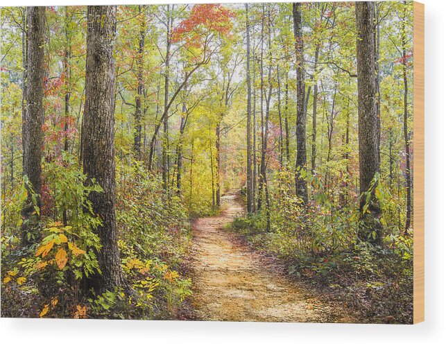 Appalachia Wood Print featuring the photograph Elfin Forest by Debra and Dave Vanderlaan