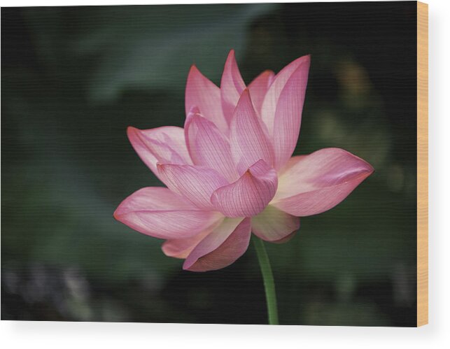 Lotus Wood Print featuring the photograph Elizabeth by Cindy Lark Hartman