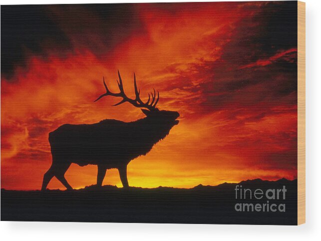 Animal Wood Print featuring the photograph Elk Bugling At Sunset by Kenneth W Fink