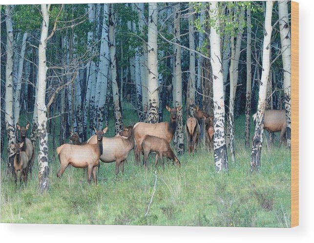 Colorado Wood Print featuring the photograph Elk in Aspen by Marilyn Burton