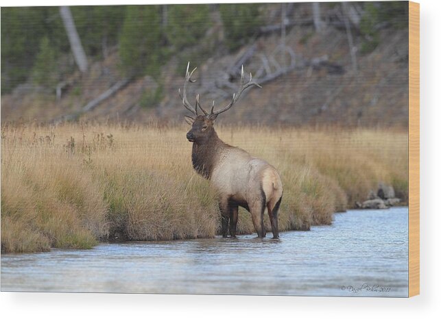 Bull Elk Wood Print featuring the photograph Elk on the Madison by Daniel Behm