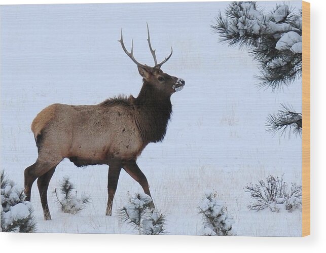 Colorado Wood Print featuring the photograph Elk Walking in the Snow by Marilyn Burton