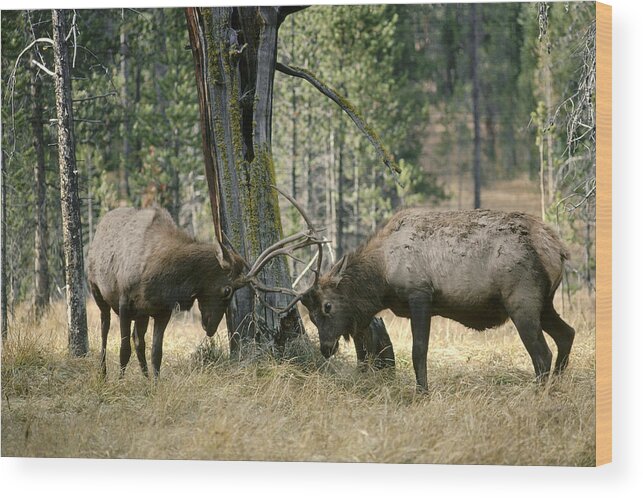 Feb0514 Wood Print featuring the photograph Elks Sparring Yellowstone Np Wyoming by Michael Quinton