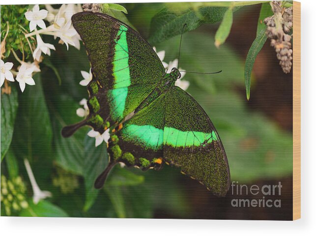 Butterfly Wood Print featuring the photograph Emerald and Pearls by Tamara Becker