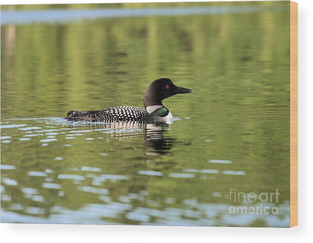 Loon Wood Print featuring the photograph Emerald Loon by Stan Reckard