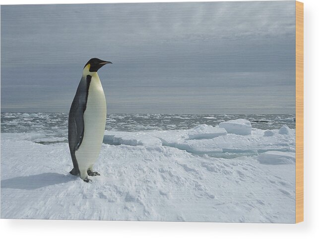 Feb0514 Wood Print featuring the photograph Emperor Penguin On Fast Ice Edge by Tui De Roy