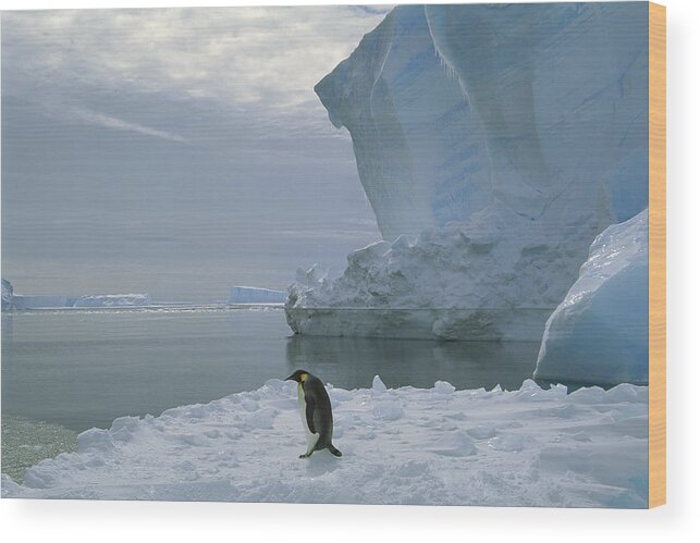 Feb0514 Wood Print featuring the photograph Emperor Penguin Walking Weddell Sea by Tui De Roy