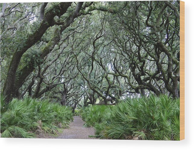 Cumberland Island Wood Print featuring the photograph Enchanted Forest by Laurie Perry