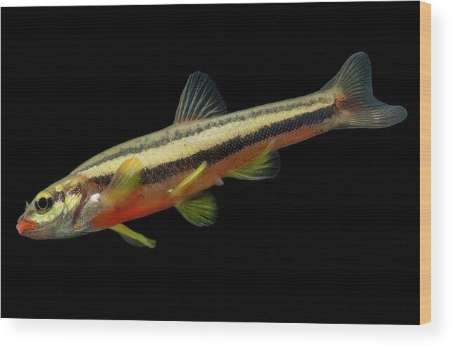 Actinopterygii Wood Print featuring the photograph Endangered Laurel Dace by Dante Fenolio