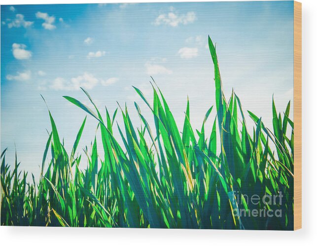 Blue Wood Print featuring the photograph enjoying a sunny day in the green III by Hannes Cmarits