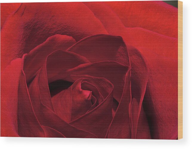 Rose Wood Print featuring the photograph Enveloped In Red by Phyllis Denton