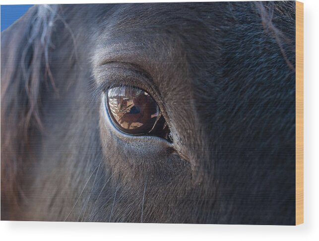 Horse Wood Print featuring the photograph Equine In Sight by Sheryl Rae