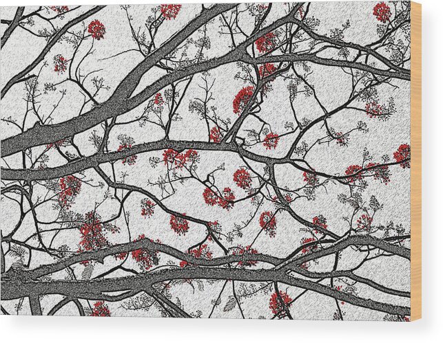 Trees Wood Print featuring the photograph Erythrina by Andre Aleksis