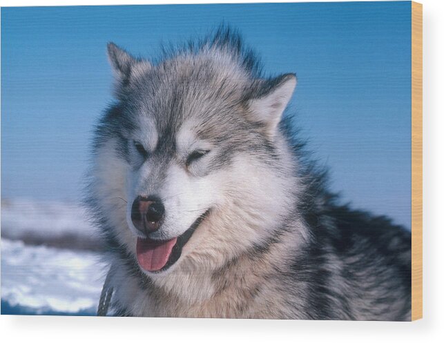 Alaskan Husky Wood Print featuring the photograph Eskimo Husky by Dan Guravich