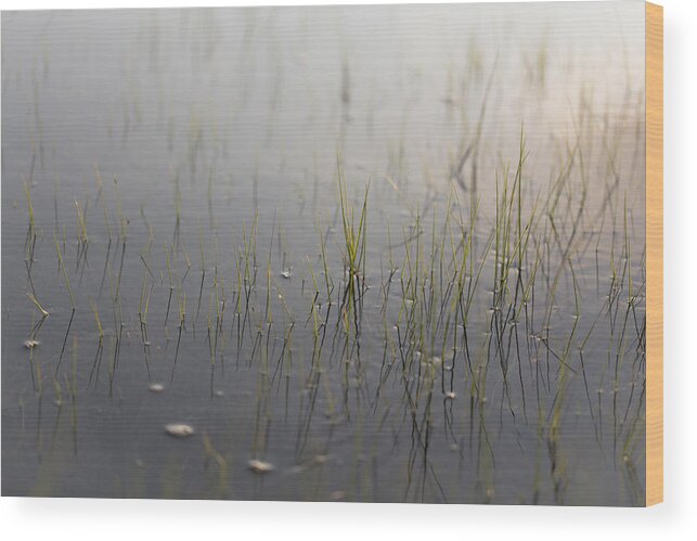 Andrew Pacheco Wood Print featuring the photograph Estuarine Ebb and Flow by Andrew Pacheco
