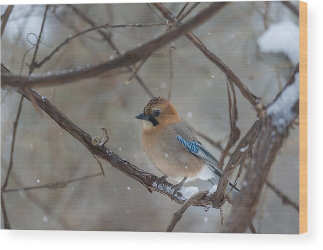 Nature Wood Print featuring the photograph Eurasian Jay In Winter, Japan by John Shaw