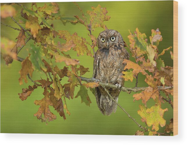 Owl Wood Print featuring the photograph Eurasian Scops Owl by Milan Zygmunt