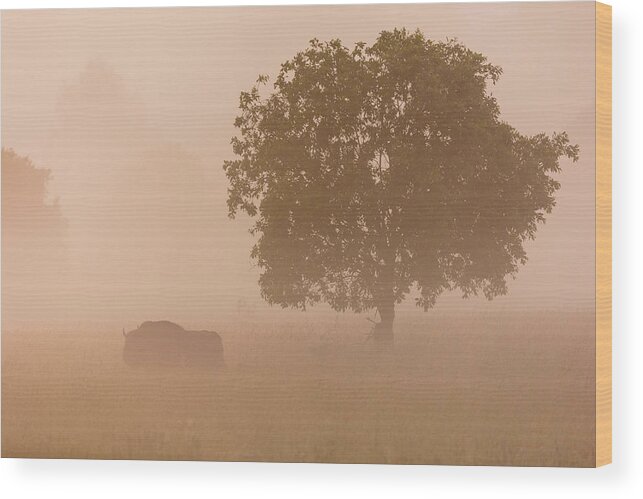 Bison Wood Print featuring the photograph European Bison by Aitor Badiola