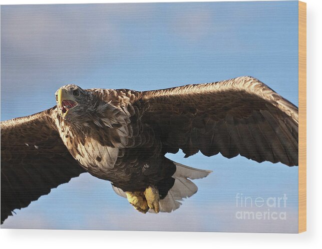 White_tailed Eagle Wood Print featuring the photograph European Flying Sea Eagle 1 by Heiko Koehrer-Wagner