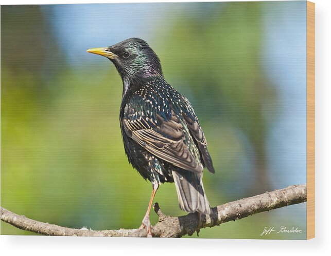 Animal Wood Print featuring the photograph European Starling in a Tree by Jeff Goulden