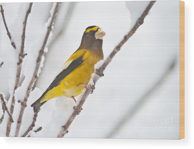 Evening Grosbeak Wood Print featuring the photograph Evening in the Snow by Cheryl Baxter