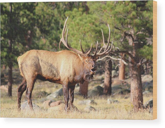 Elk Wood Print featuring the photograph Evening Roundup by Shane Bechler