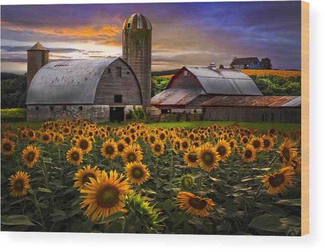 Barn Wood Print featuring the photograph Evening Sunflowers by Debra and Dave Vanderlaan