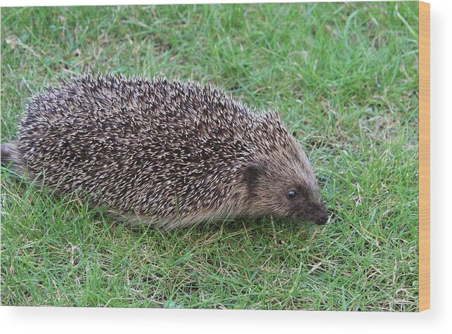 Hedgehog Wood Print featuring the photograph Evening Visitor by Sarah Qua